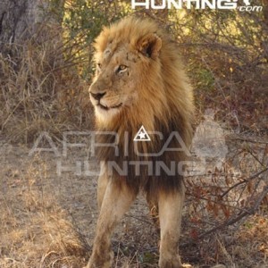 Bowhunting Lion Front View Shot Placement