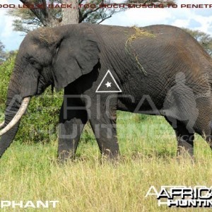 Bowhunting Elephant Shot Placement