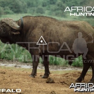 Bowhunting Buffalo Shot Placement