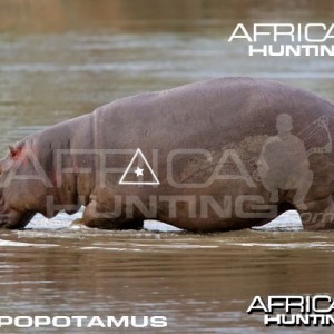 Bowhunting Hippopotamus Shot Placement