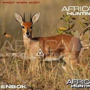 Bowhunting Steenbok Shot Placement