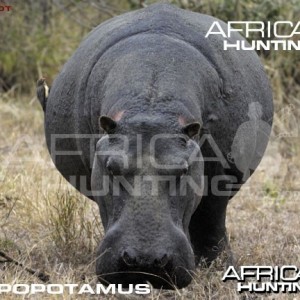 Bowhunting Hippopotamus Shot Placement