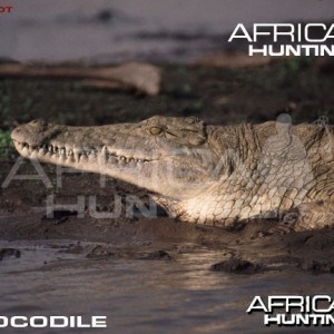 Bowhunting Crocodile Head & Neck Shot Placement