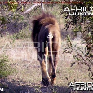 Bowhunting Lion Rear View Shot Placement