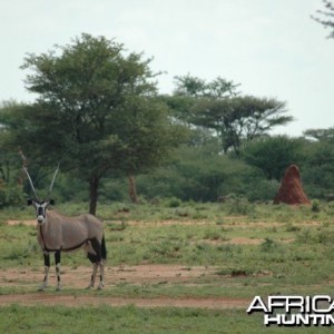 Gemsbok