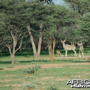 Greater Kudu