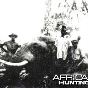 Elephant Hunt