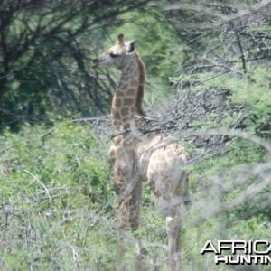 Baby Giraffe