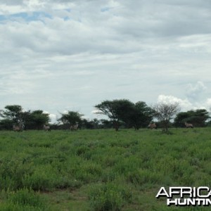 Gemsbok