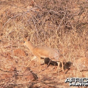 Damara Dik-Dik