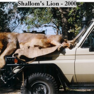 Shallom's Lion