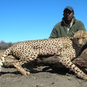 Hunting Cheetah - Number One SCI