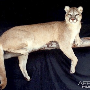 Cougar or Mountain Lion