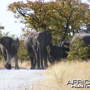 Elephant at Etosha