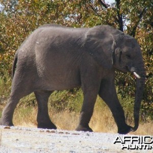 Elephant at Etosha