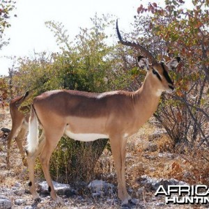 Impala at Etosha