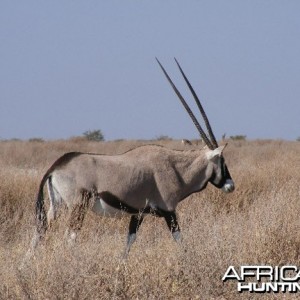 Gemsbok