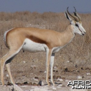 Springbok at Etosha