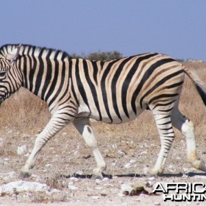 Zebra at Etosha