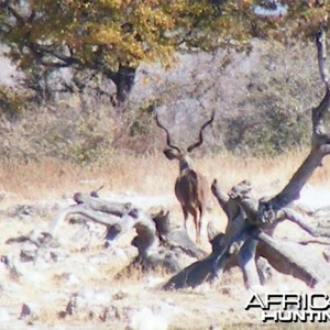 Kudu at Etosha