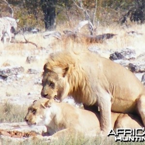 Lion at Etosha
