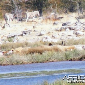 Lion at Etosha