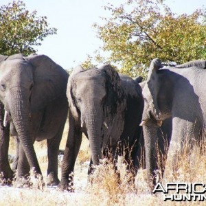 Elephant at Etosha