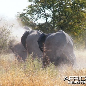 Elephant at Etosha