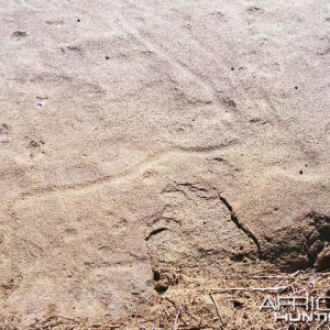 Rock Carvings