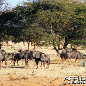 Blue Wildebeest