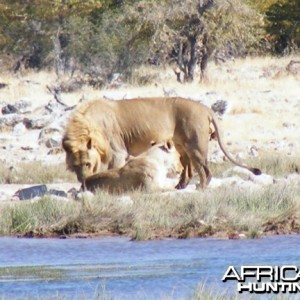 Lion at Etosha