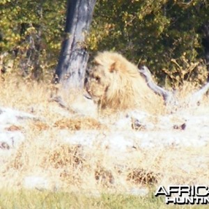 Lion at Etosha