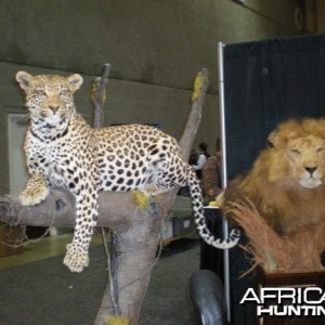 Taxidermy Leopard & Lion