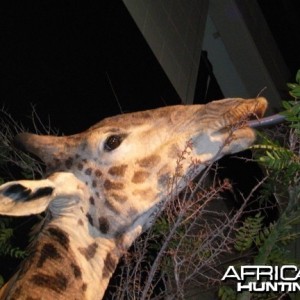 Taxidermy Giraffe