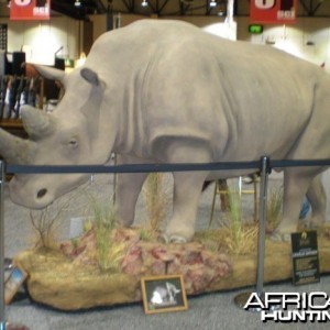 Taxidermy Rhino