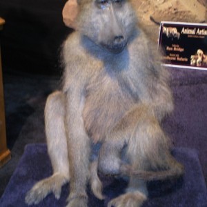 Taxidermy Baboon