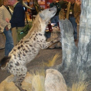 Taxidermy Hyena