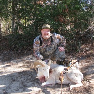 Bowhunting East Texas Sheep