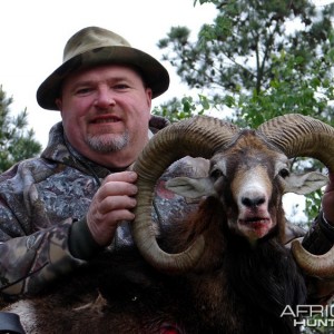 Bowhunting Red Sheep