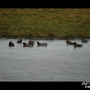 Eurasian Wigeon