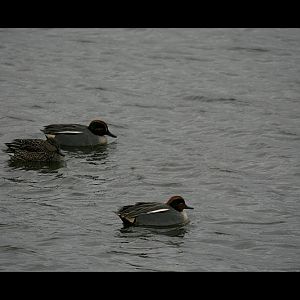 Green-Winged Teal