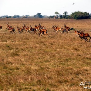 Hunting Black Lechwe Zambia