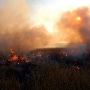 Zambia Bush Fire