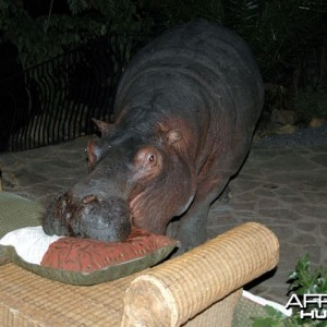 Pet Hippo in Camp