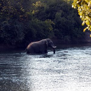 Elephant in Zambia