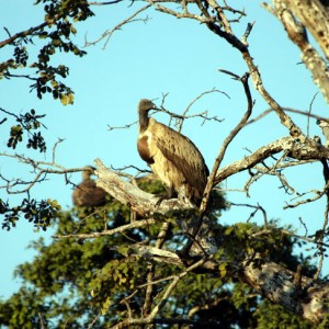 Vulture in Zambia