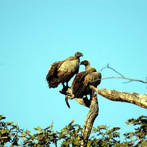 Vulture in Zambia
