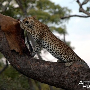 Zambia Hunting Leopard on Bait