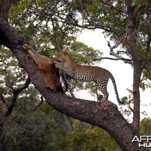 Zambia Hunting Leopard on Bait