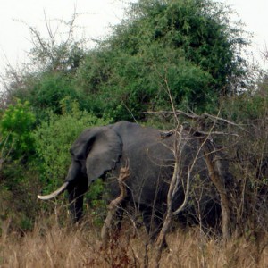 Elephant in Zambia